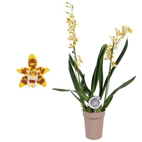 Odontoglossum MIX