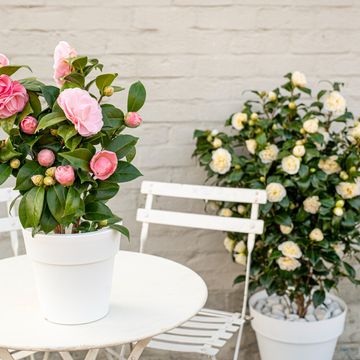 Camellia japonica 'Nuccio's Cameo'