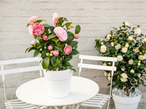 Camellia japonica 'Nuccio's Cameo'