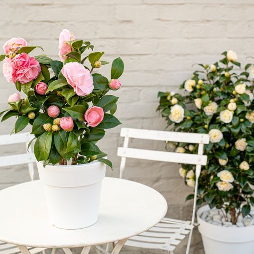 Camellia japonica 'Nuccio's Cameo'