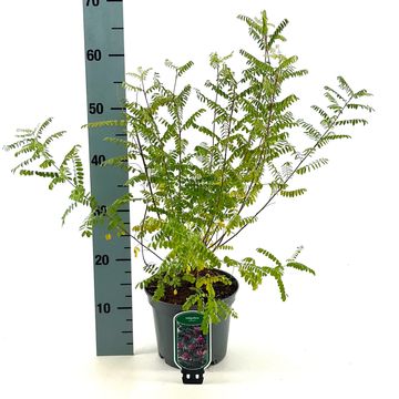 Indigofera heterantha