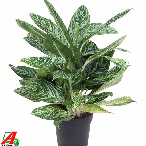 Aglaonema 'Golden Madonna'