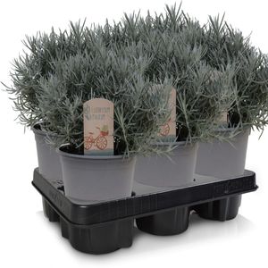 Helichrysum italicum (Green Collect Sales)