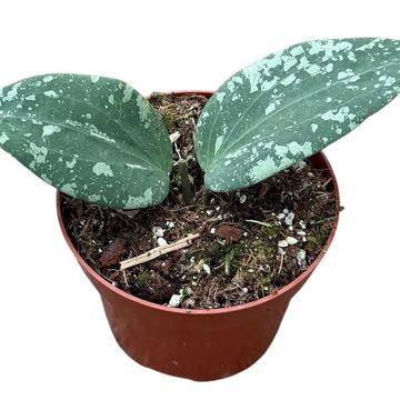 Hoya Sp Padang Sidempuan