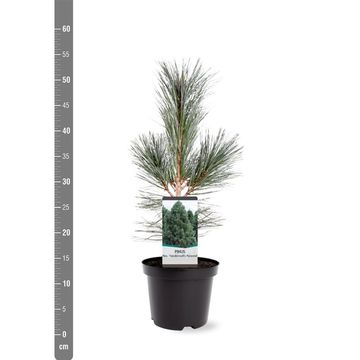 Pinus flexilis 'Vanderwolf's Pyramid'