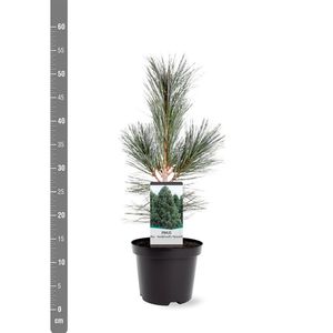 Pinus flexilis 'Vanderwolf's Pyramid' (Bremmer Boomkwekerijen)