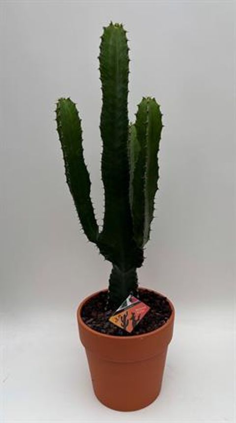 Euphorbia acrurensis