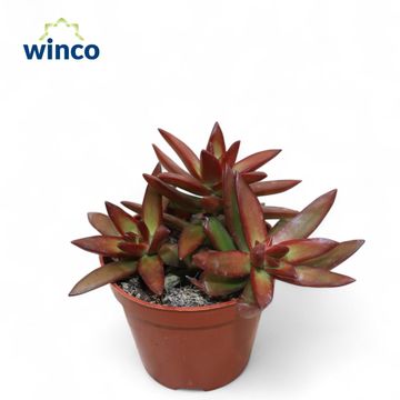 Sedum adolphii 'Firestorm'