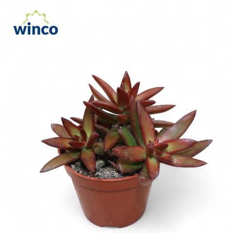 Sedum adolphii 'Firestorm'