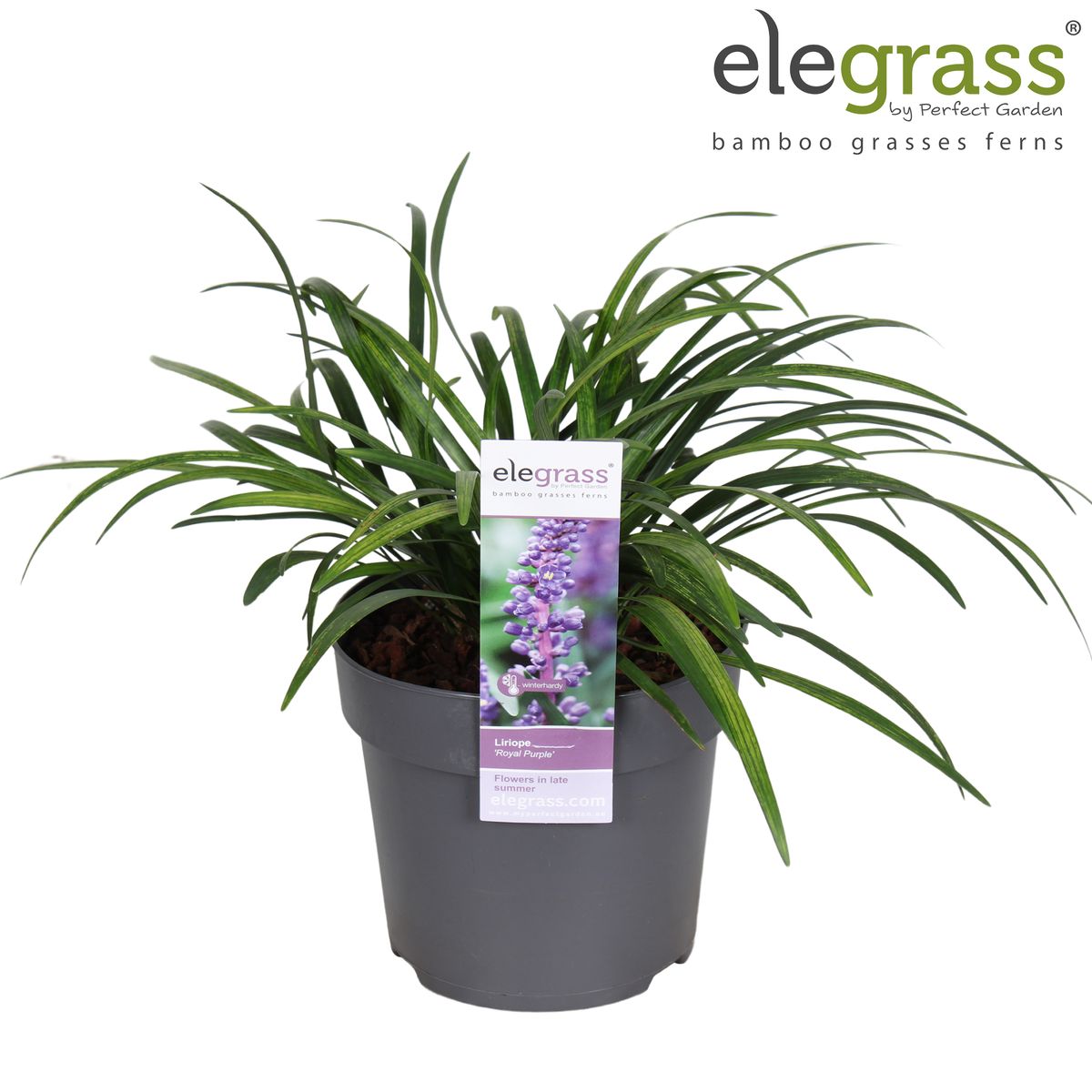 Liriope muscari 'Royal Purple' — Plant Wholesale FlorAccess