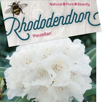 Rhododendron 'Porzellan' (Y)