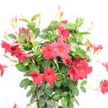 Mandevilla DIAMANTINA TOPAZE VERMILLION