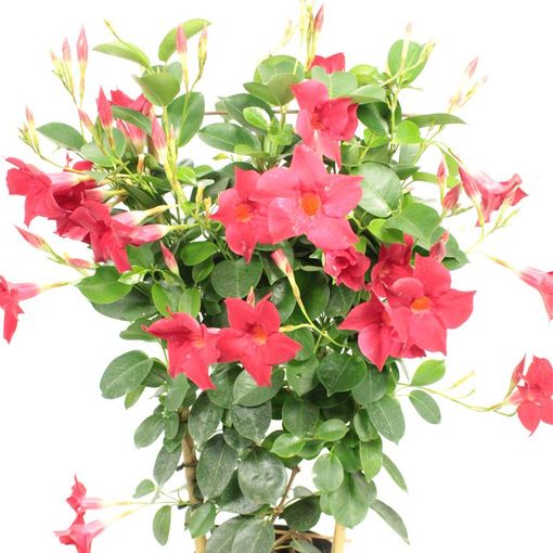 Mandevilla DIAMANTINA TOPAZE VERMILLION