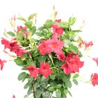 Mandevilla DIAMANTINA TOPAZE VERMILLION