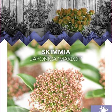 Skimmia japonica 'Marlot'