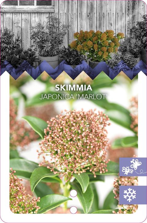 Skimmia japonica 'Марло'