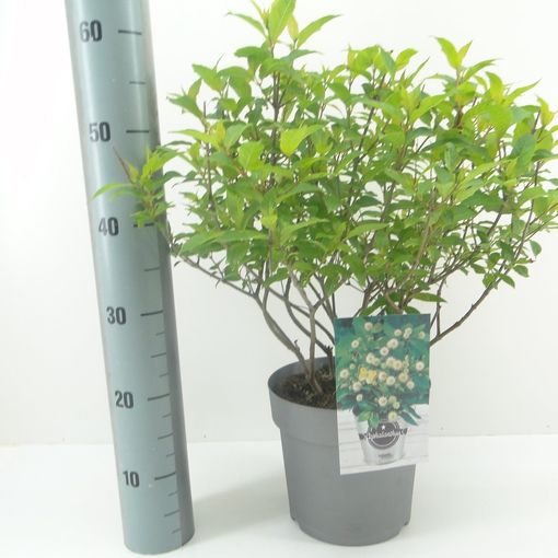 Cephalanthus occidentalis (Hooftman boomkwekerij)