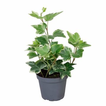 Hedera helix Sonja