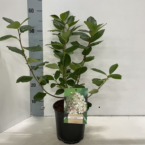Aronia x prunifolia 'Викинг'
