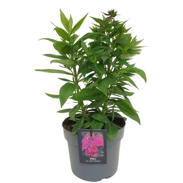 Phlox EARLY MAGENTA