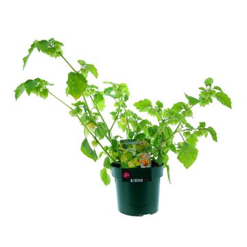 Physalis peruviana JAMESUN