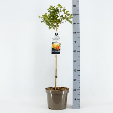 Rosa HANSESTADT ROSTOCK