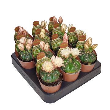 Gymnocalycium denudatum