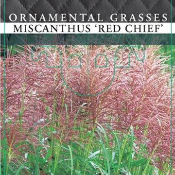 Miscanthus sinensis 'Red Chief'