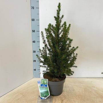 Picea glauca 'Conica'