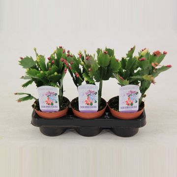 Schlumbergera MIX