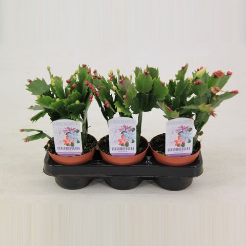 Schlumbergera MIX