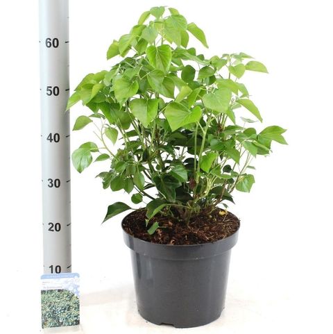 Hedera helix 'Arborescens'