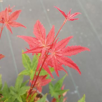 Acer palmatum 'Бени-майко'