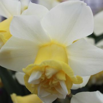 Narcissus 'Popeye'