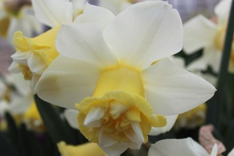 Narcissus 'Popeye'