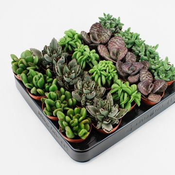Succulente MIX