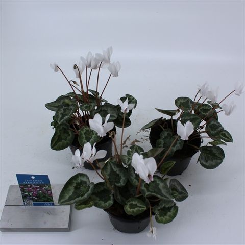 Cyclamen hederifolium 'Silverme White'
