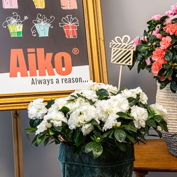 Rhododendron AIKO WHITE