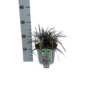 Ophiopogon planiscapus 'Niger'