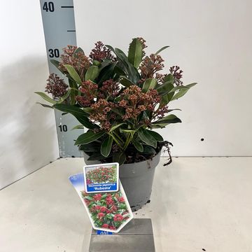 Skimmia japonica RUBESTA