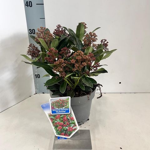 Skimmia japonica RUBESTA