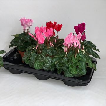 Cyclamen persicum SUPER SERIE S ALLURE MIX