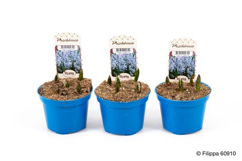 Puschkinia scilloides