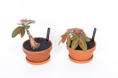 Phyllanthus mirabilis