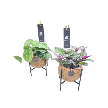 Φυτά εσωτερικού χώρου MIX