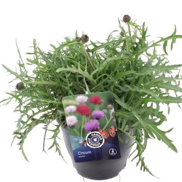 Cirsium rivulare 'Trevors Blue Wonder'