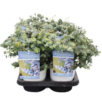 Eucalyptus pulverulenta 'Baby Blue'