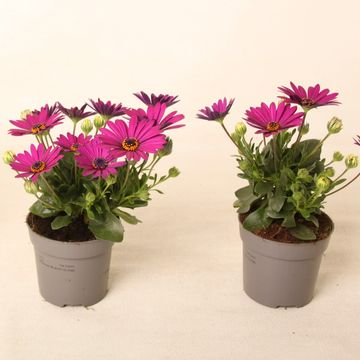 Osteospermum FLOWERPOWER PURPLE