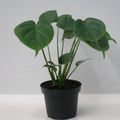 Monstera deliciosa
