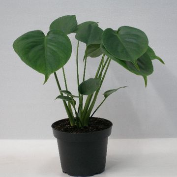 Monstera deliciosa